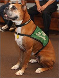 Athena the Therapy Dog Helps local veterans during court visits