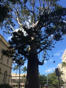 exceptional_kauri_tree