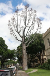 kauritree