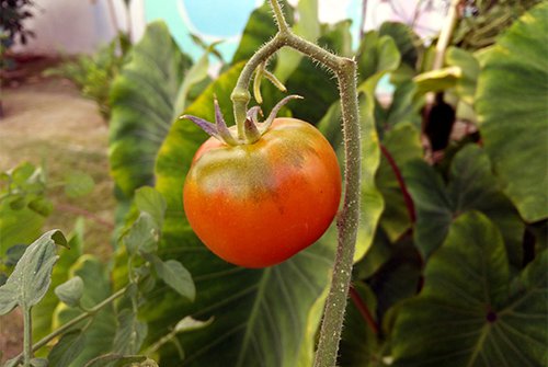 Red tomato on a vine in Hale Hilinai Garden.