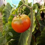 Red tomato on a vine in Hale Hilinai Garden.